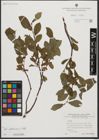 Foto von Salix waldsteiniana Willd.